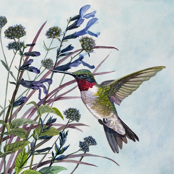 Ruby-Throated, Hummingbird, Watercolor Art, Hummingbird Painting, Bird Art, Nature Art, Garden Art, Watercolor Painting, Hummingbird Print