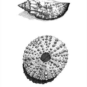 Sea Urchin and Sea Shell Giclée Art Print, 5x7 Pen and Ink Marine Drawing, Coastal Wall Art, Beach House Decor, Pen and Ink Sea Life