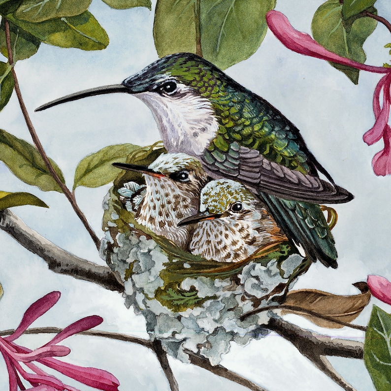 Hummingbird Nest Watercolor Art Rubythroated hummingbird Etsy
