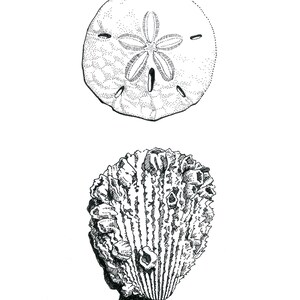 Sand Dollar and Barnacle Shell Art Print – 5x7 Pen and Ink Coastal Drawing – Signed Limited Edition Ocean Wall Art in Black and White