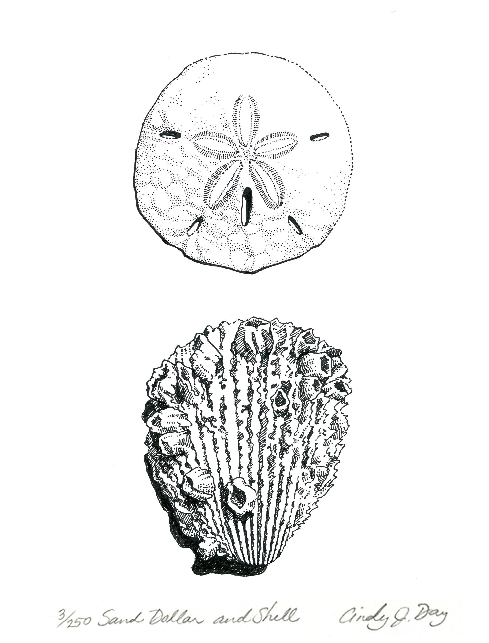 Sand Dollar and Barnacle Shell Art Print – 5x7 Pen and Ink Coastal
