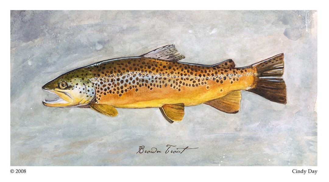 Brown Trout Art, Watercolor Trout, Fly Fishing Art, Trout Print, Lake