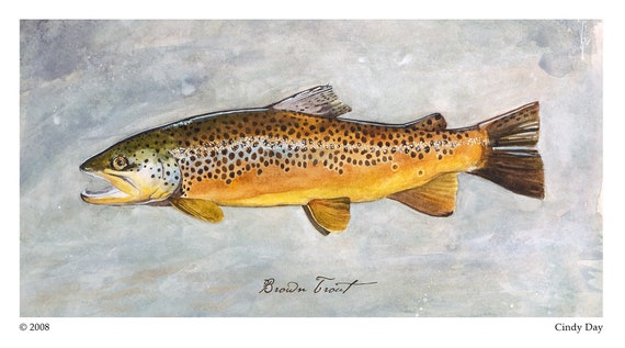 Brown Trout Art Watercolor Trout Fly Fishing Art Trout - Etsy
