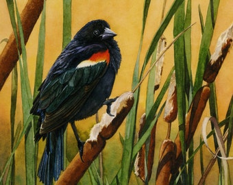 Red-wing Blackbird, Cattails, Watercolor Print, Botanical, Blackbird, Blackbird Art, Bird Lover Gift, Bird Art, Nature, Blackbird Art