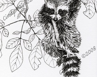 Raccoon, Pen and Ink, Woodland Animals, Illustration, Black and White, Wildlife, Nature, Art, Print, entitled Canopy Acrobat