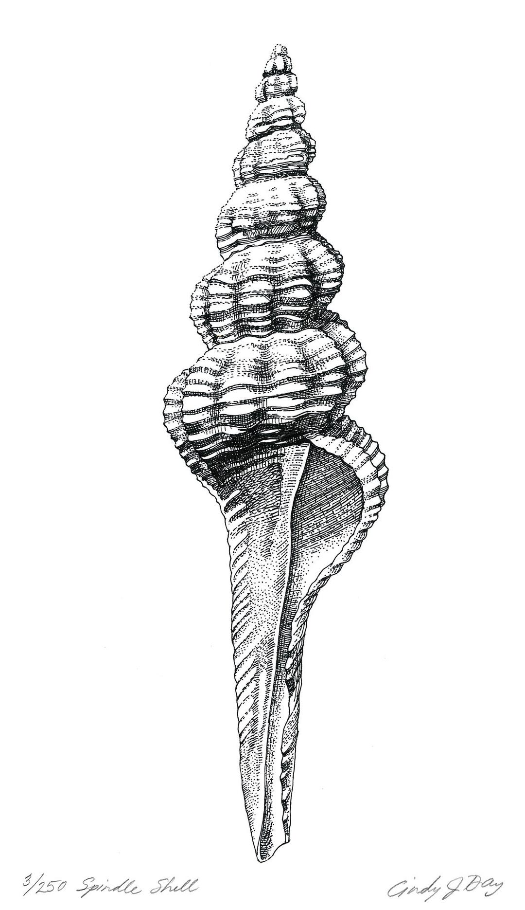 Spindle Shell Giclée Art Print, Pen and Ink Shell Illustration, Limited ...