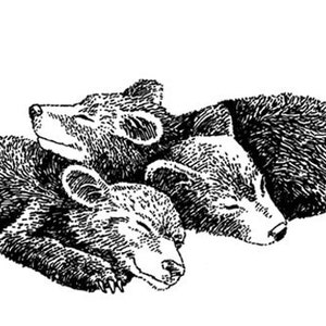 Sleeping Bear Cubs, Black Bear Cubs, Pen and Ink Art Print, 5x7 Print, Matted Print, Baby Bear Cubs, Baby Shower Gift, Nursery Wall Art image 1