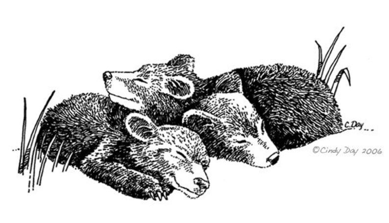 Sleeping Bear Cubs, Black Bear Cubs, Pen and Ink Art Print, 5x7 Print, Matted Print, Baby Bear Cubs, Baby Shower Gift, Nursery Wall Art image 1