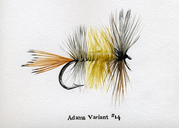 Trout Art Fishing Fly Adams Variant Watercolor Art Print | Etsy