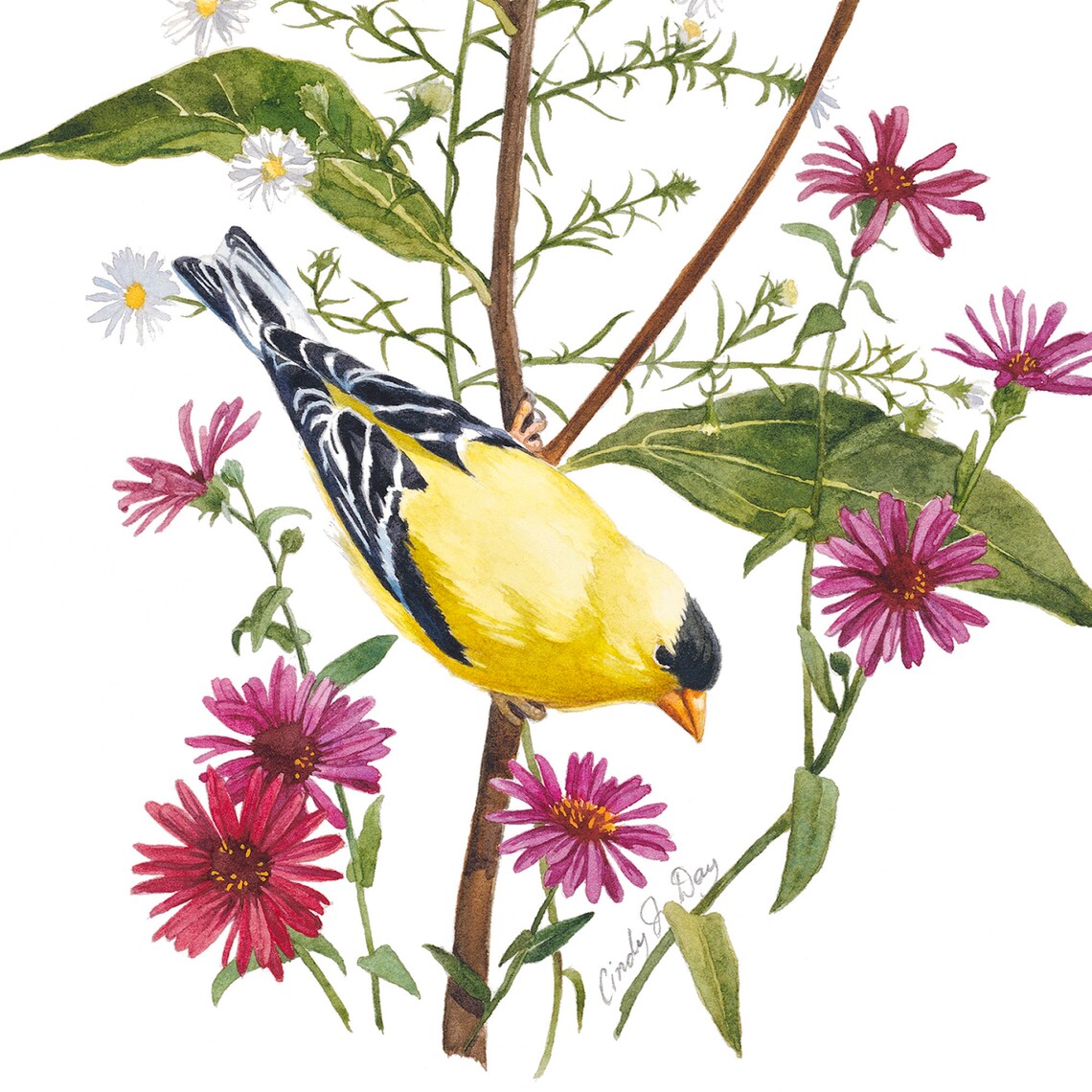 American Goldfinch, Watercolor Painting, Goldfinch, Goldfinch Art ...