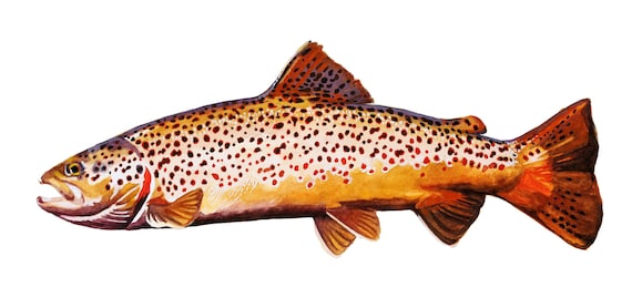Carte d'art poisson aquarelle : carte de fête des pères pêche à la truite et à la mouche - France Carte d'art poisson aquarelle : carte de fête des pères pêche à la truite et à la mouche - France