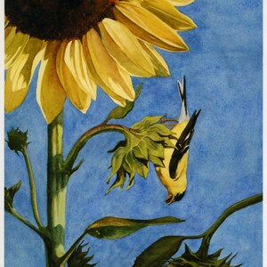 Goldfinch, American Goldfinch, Sunflower, Watercolor Print, Watercolor Art, Bird Art, Nature, bird Lover&#39;s Gift, Gift for Her, Gift for Mom