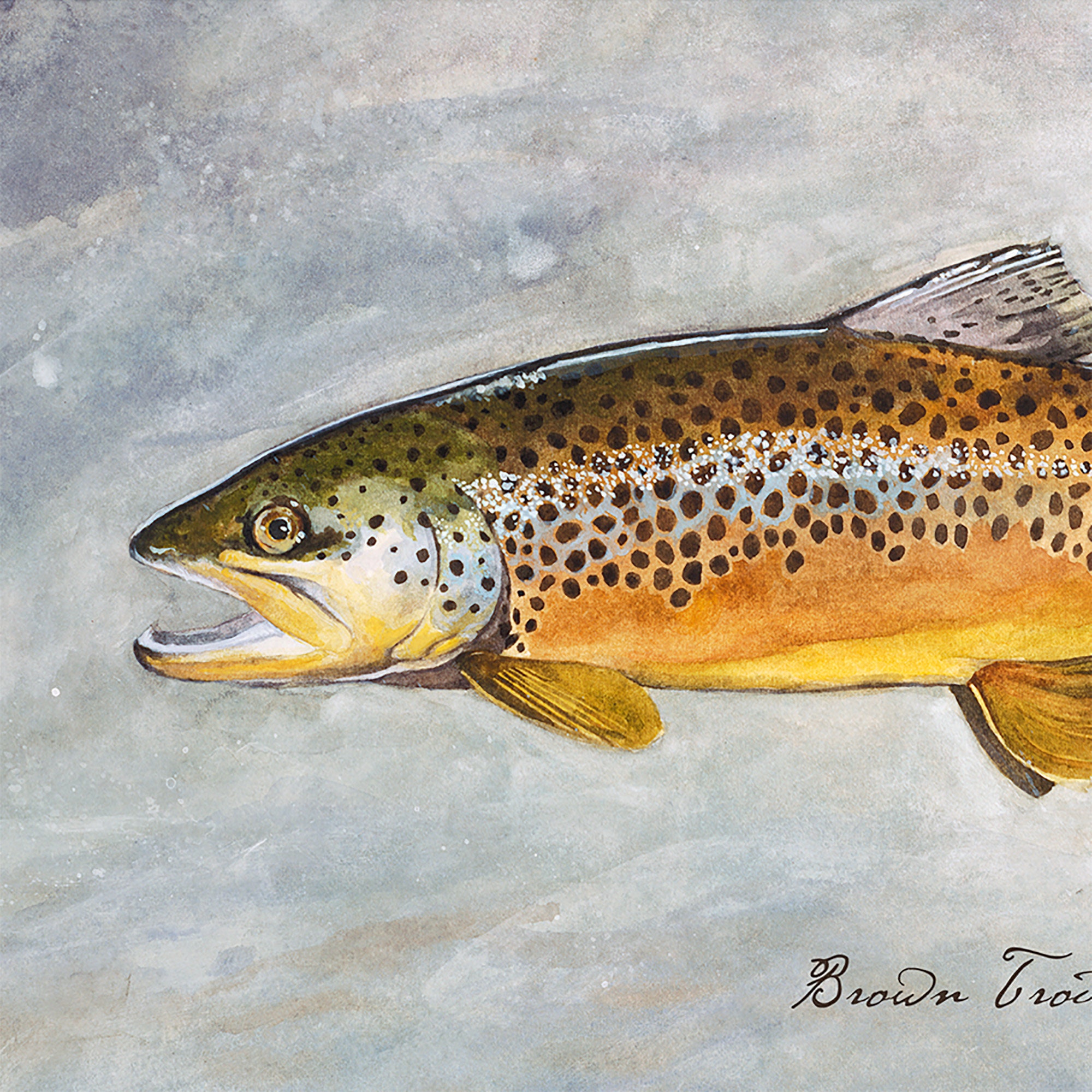 BROWN TROUT. Line engraving Our beautiful pictures are available as Framed  Prints, Photos, Wall Art and Photo Gifts