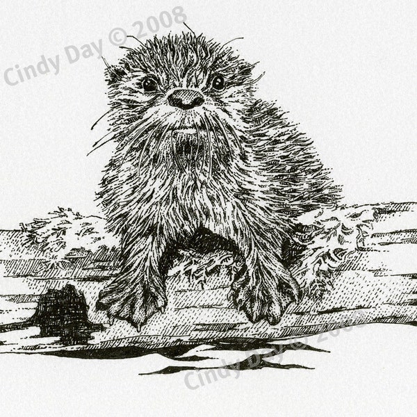 Baby Sea Otter, Black and White, Sea Otter, Art, Print, Pen and Ink, Nature, Wall Art (8 x 10) "Wet Behind the Ears" by Cindy Day