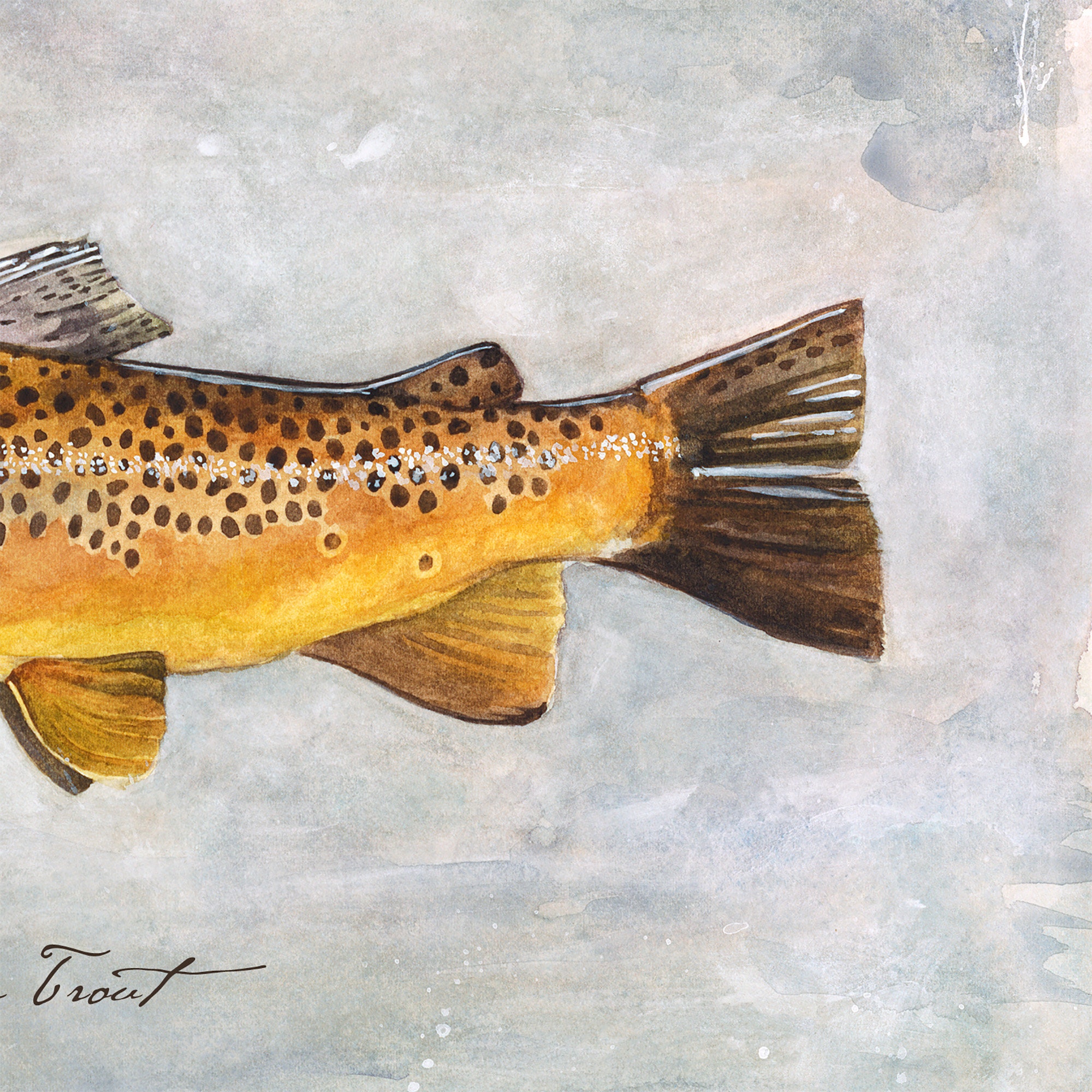 Brown Trout Art, Watercolor Trout, Fly Fishing Art, Trout Print, Lake House  Decor, Cabin Decor, Rustic Cabin Decor, Trout Watercolor 