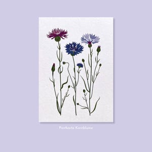 Postkarte Kornblume / DIN A6 / Geburtstag, Hochzeit, Glückwünsche, perfekt für alle Anlässe / Sommer, Pflanzen, Natur.