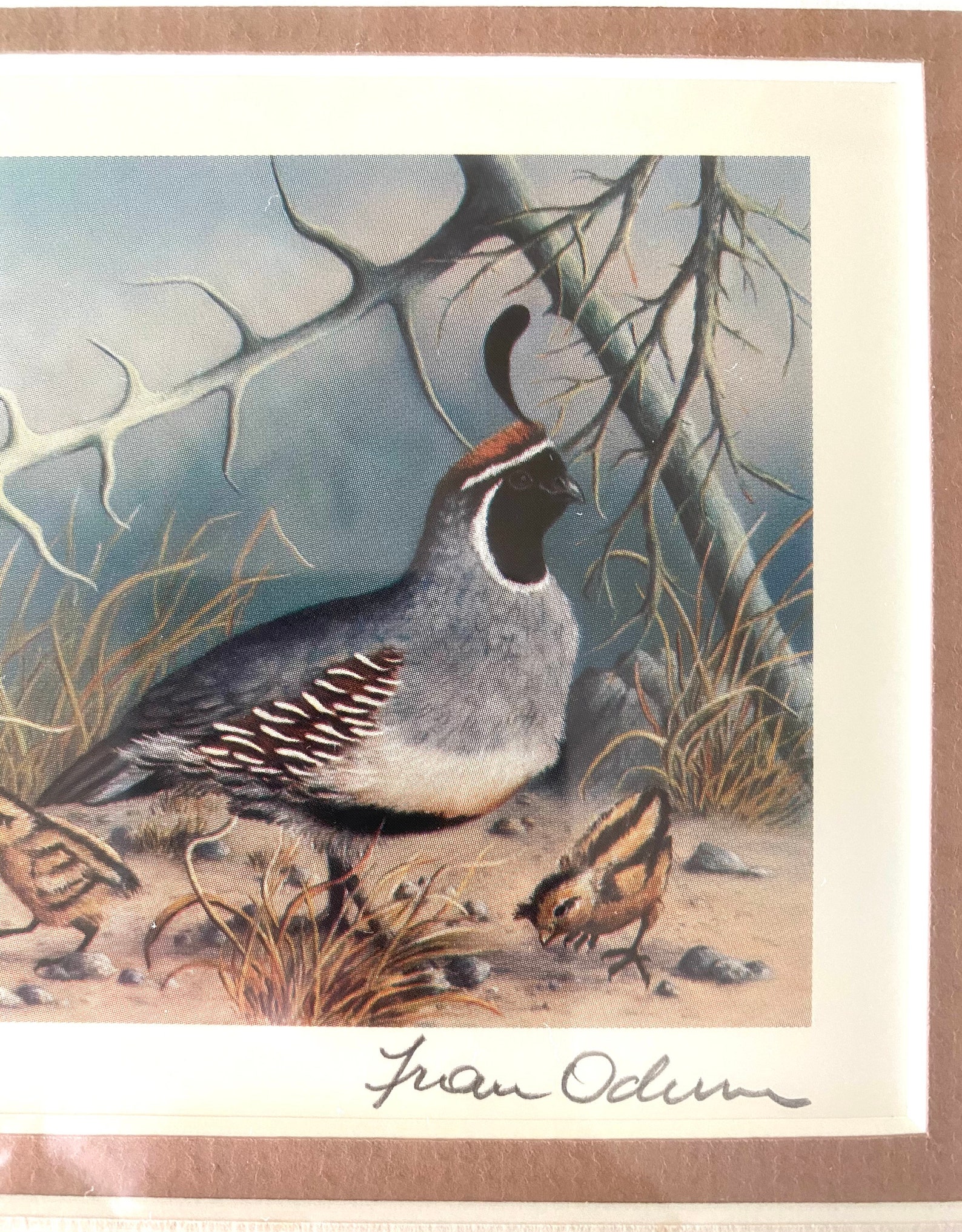 Vintage Quail Print / Quail Wall Art / Bird Artwork / Desert Etsy