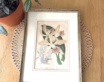 Floral Wall Art Orchid Botanical Print Cottage Style Decor Gallery Wall Art