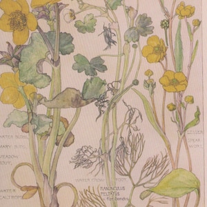 20 Pièces de Papier de Fleurs Sauvages Format A5, Différentes fleurs de formes et de couleurs du jaune au rouge.