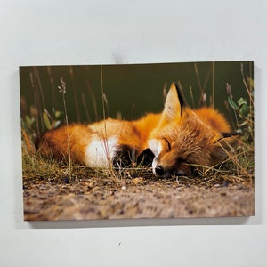 Fox Wall Art, Modern Wall Decor, Animal Wall Art, Fox Lover Gift, Sleeping Fox Poster, Kids Room Decor, Canvas Art, Farmhouse Wall Art,
