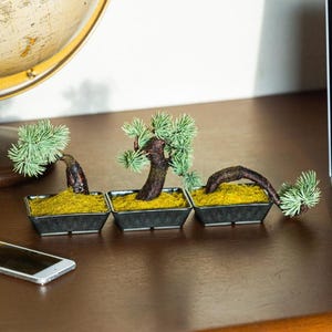 May include: Three miniature bonsai trees in rectangular black pots with yellow-green moss. A globe and laptop are in the background. A smartphone is on the wooden surface.