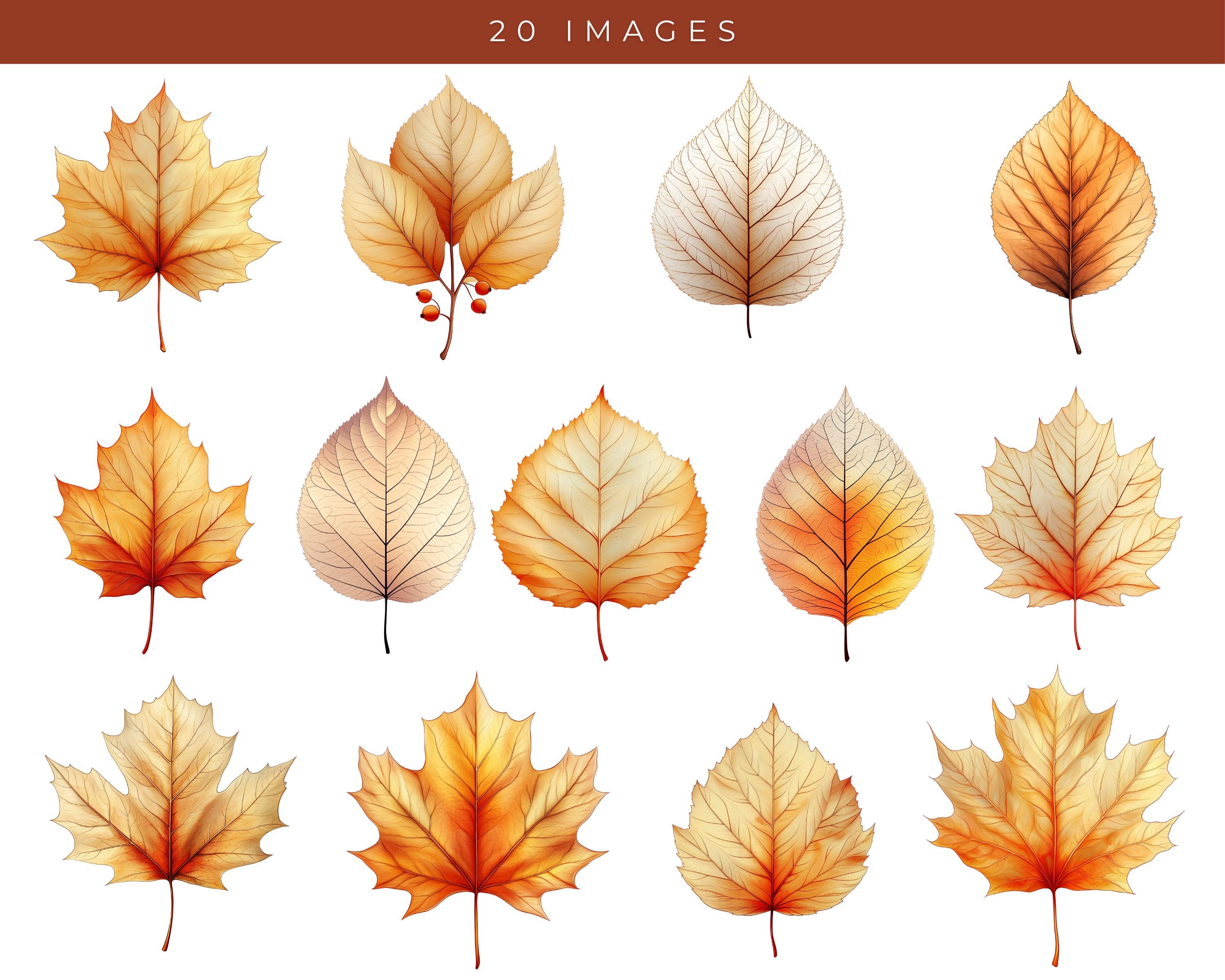 Watercolor Fall Leaves Clipart: Gold & Red Autumn PNG (digital Download ...