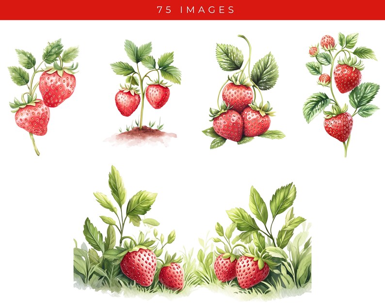 Watercolor Strawberry Clipart Set: Berry First Birthday, Dessert PNG ...
