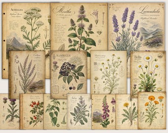 Pacchetto di clipart PNG a tema farmacia botanica, 14 tavole di erbario vintage, materiale effimero per diario di viaggio, set di illustrazioni di piante antiche