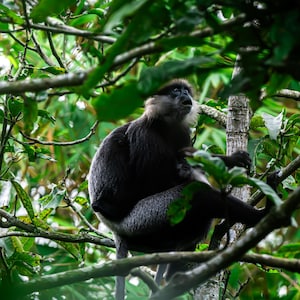 May include: A dark gray monkey with a light-colored face and chest sits in a tree, surrounded by green leaves and branches. The monkey is looking upwards, with its mouth slightly open. The image is taken in a natural environment.