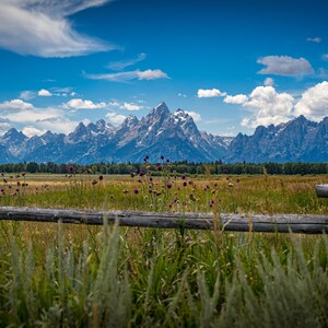 Teton Mountain Range with Fence and Flower Foreground and Grand Teton Jackson Wyoming