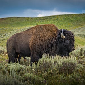 Bizons poseren in het Yellowstone National Park in Wyoming