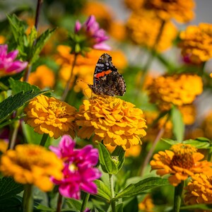 Roter Admiral-Schmetterling auf gelben Zinnien im Botanischen Garten der Universität von Alberta