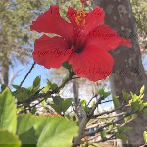 Red Hibiscus Flower Print – Tropical Botanical Wall Art, Nature Photography, Floral Digital Download for Home Decor