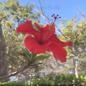 Red Hibiscus Flower Print – Tropical Botanical Wall Art, Nature Photography, Floral Digital Download for Home Decor