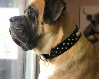 Extra large dog collar mastiff shop