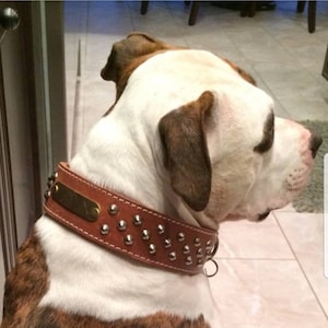 2-Zoll-Leder-Hundehalsband, personalisiertes Halsband, 2-Zoll-Leder-Halsband, breites Hundehalsband, graviertes Lederhundehalsband, großes Halsband, Pitbull Hund