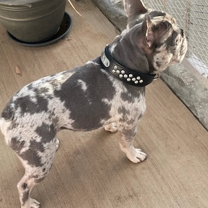 Breites Leder Hundehalsband, Hundehalsband, Großes Hundehalsband, 1,5 Zoll breites Halsband, Pit Bull Halsband, Hunde Geschenk, Urlaub Hund, personalisiert