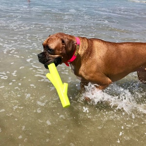K&ouml;nnte beinhalten: Ein brauner Boxer spielt im Wasser mit einem leuchtend gelben Gummistock. Der Hund tr&auml;gt ein rosa Halsband mit einem Namensschild.