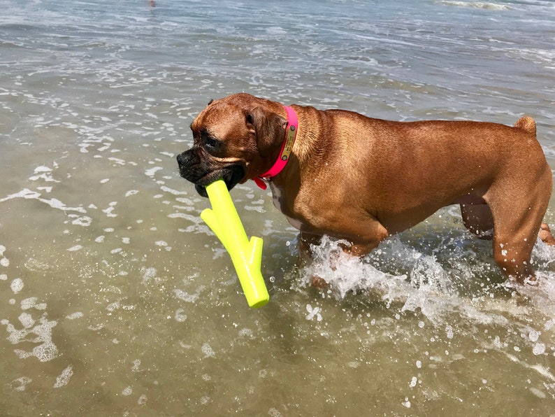 K&ouml;nnte beinhalten: Ein brauner Boxer spielt im Wasser mit einem leuchtend gelben Gummistock. Der Hund tr&auml;gt ein rosa Halsband mit einem Namensschild.