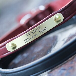 May include: A red leather dog collar with a brass name tag that reads "PEANUT 123-456-7890".