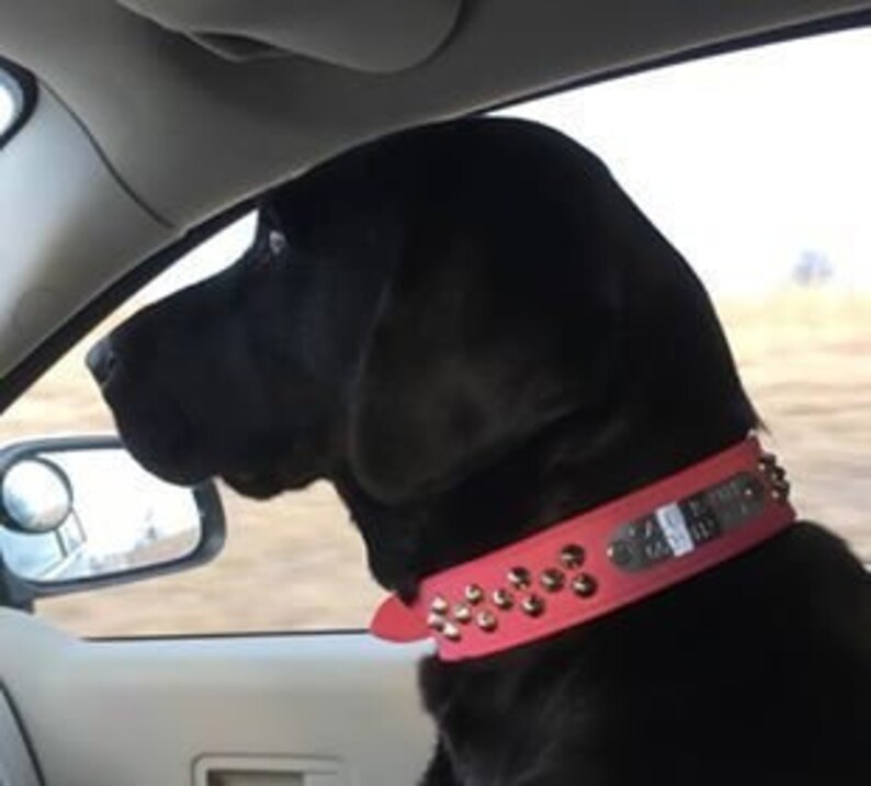 Personalized Dog Collar With Name Wide Dog Collar Fashion Etsy