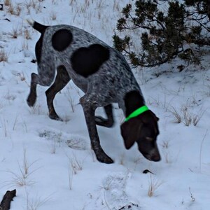K&ouml;nnte beinhalten: Ein schwarz-wei&szlig; gefleckter Hund mit einem gr&uuml;nen Halsband schn&uuml;ffelt im Schnee.