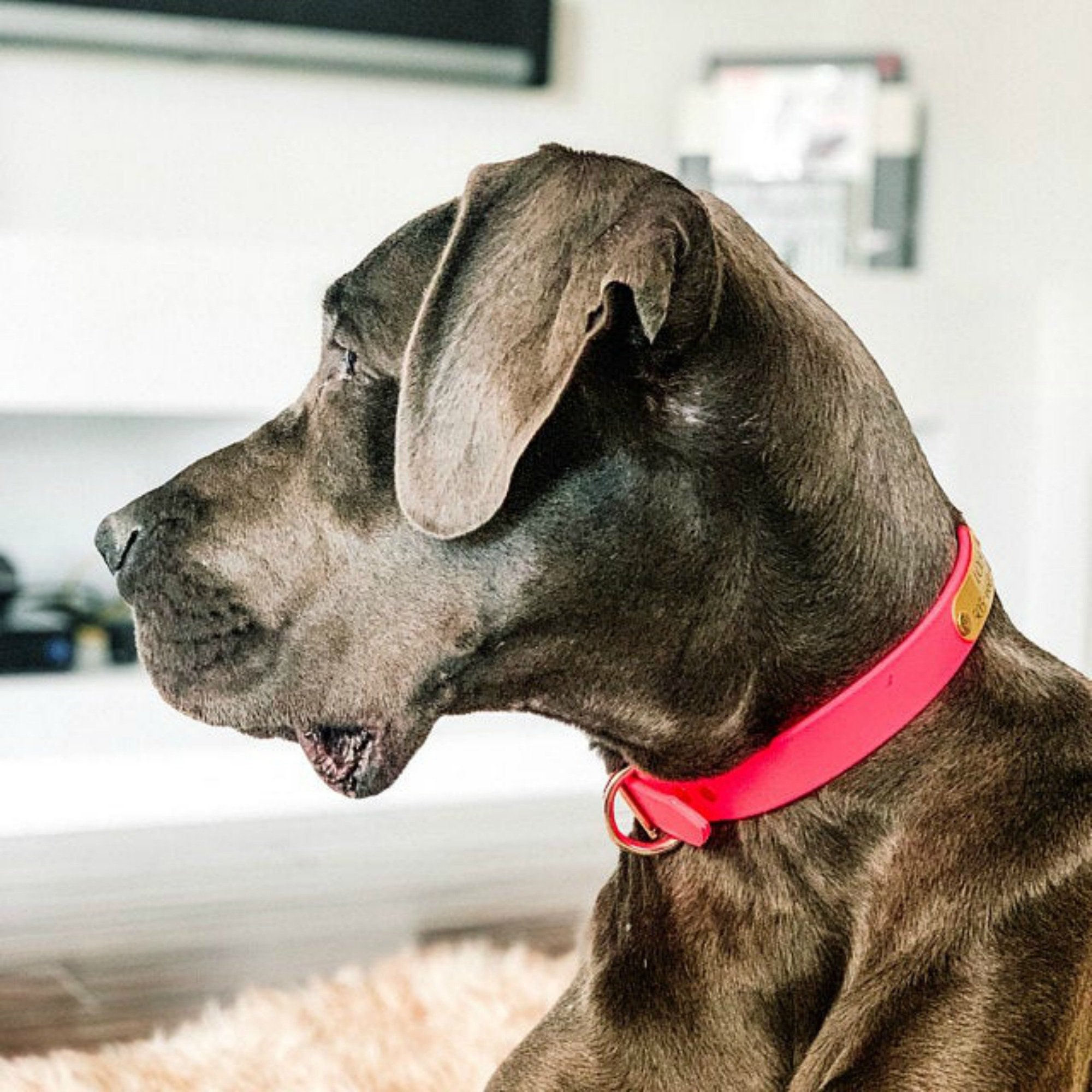 personalized waterproof dog collars