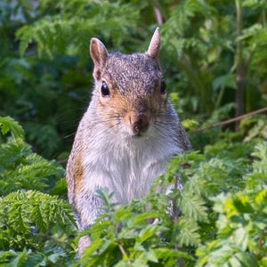 Grey Squirrel St James Park - Animal Photography - Nature Photography - Fine Art  - Digital Print - Digital Download - Wall Art - Home Decor