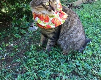 cat feeding tube collar