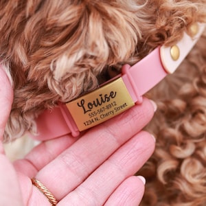 May include: A pink dog collar with a gold nameplate that reads "Louise" and includes a phone number and address. The collar is being held by a person. The dog has brown curly fur.