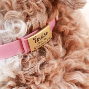 May include: A pink dog collar with a gold nameplate. The nameplate reads "Louise" with a phone number and address. The collar is set against a backdrop of curly, light brown and white fur.