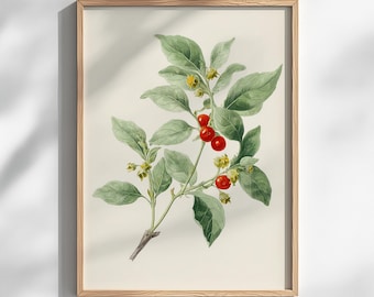 Ashwagandha Botanical Print - Vintage Herb Illustration (Digital Download