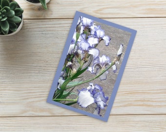 Beautiful White and Purple Iris  Flower Floral Postcard