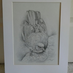 Original Wildlife Art - Bird Art, Graphite Pencil Drawing, Matted